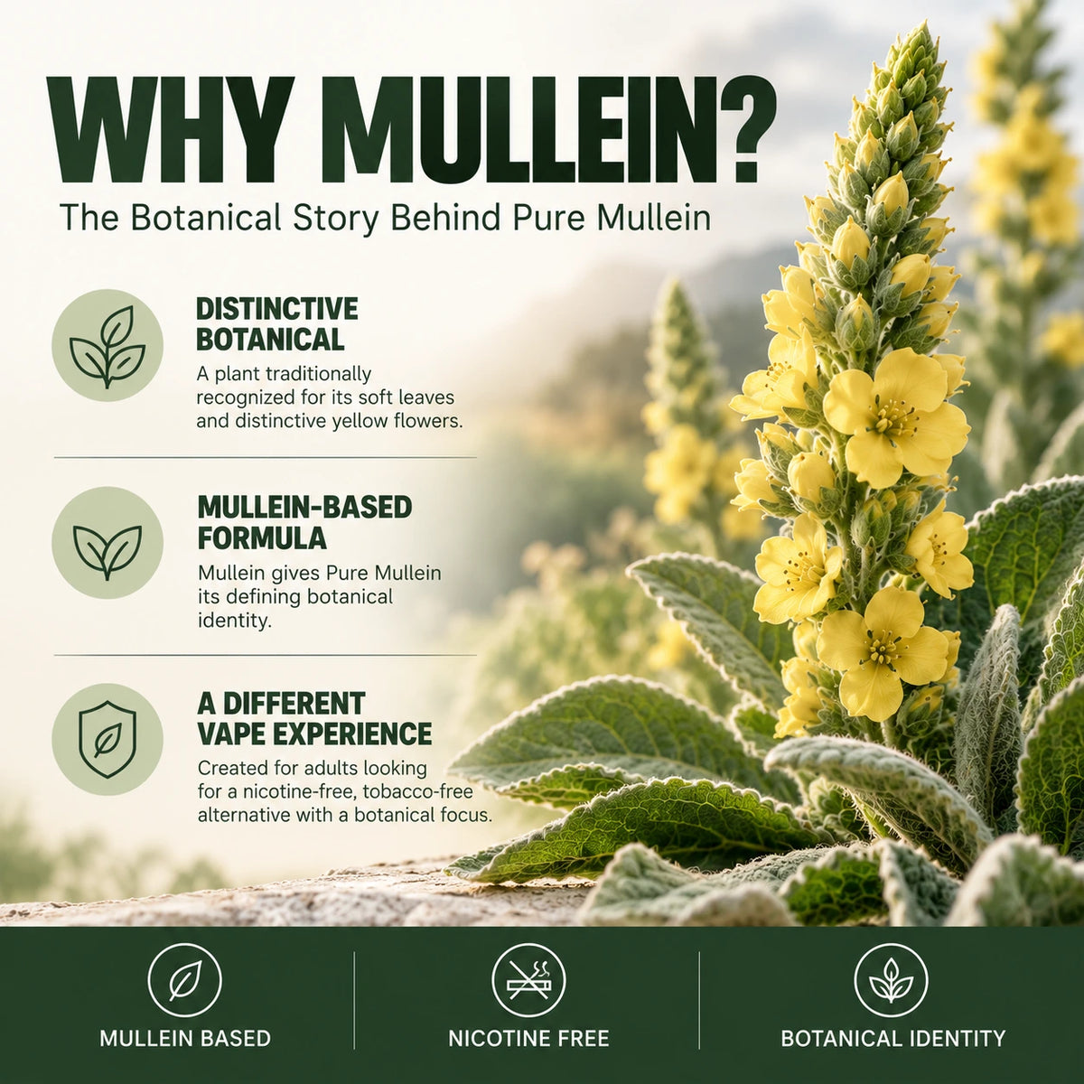 Pure Mullein mullein vape botanical story with mullein flowers, nicotine-free formula, and botanical identity
